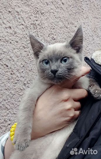 Тайский котик