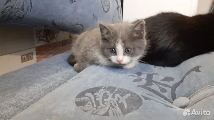 Котенок девочка в добрые руки