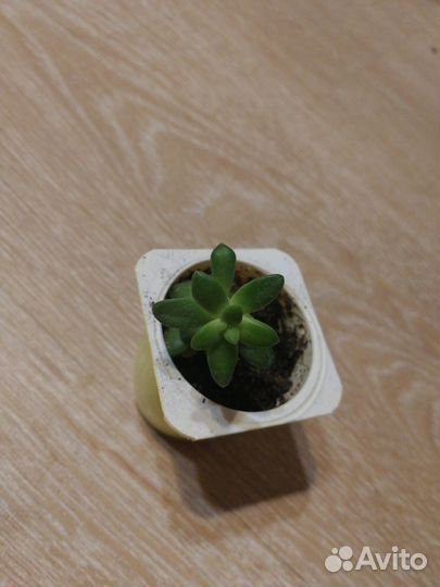 Суккуленты (разные виды)