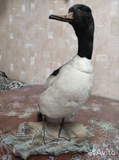 Чучело птицы