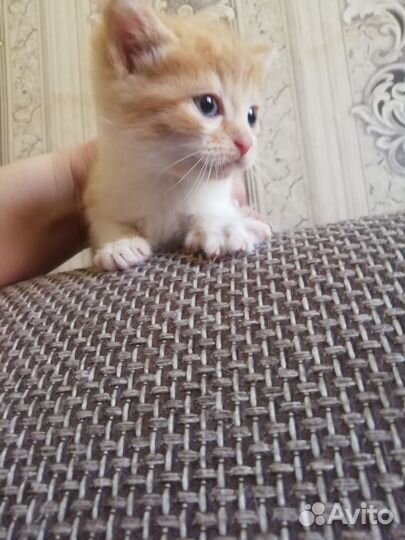 Очень милые котята в добрые руки