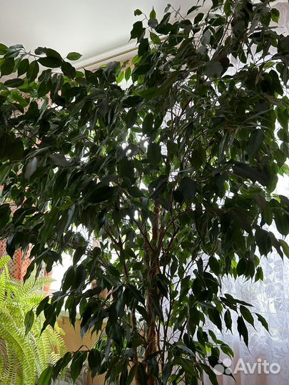 Фикус бенджамина большой