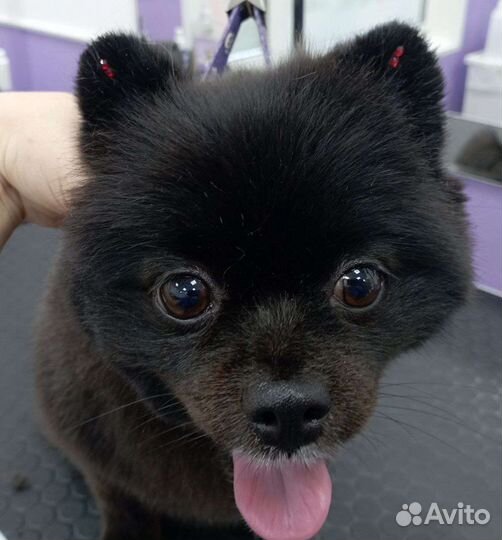 Стрижка собак и кошек