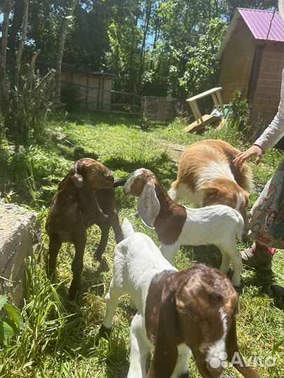 Камори - козлики