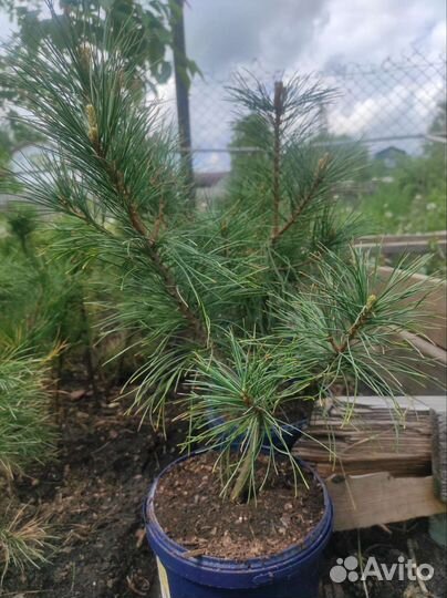 Сосна кедровая сибирская