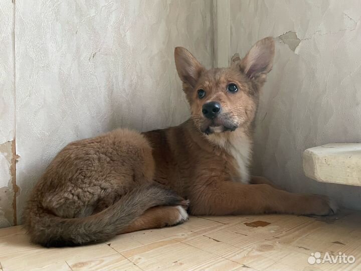 Щенок с мордочкой корги 3 мес в дар