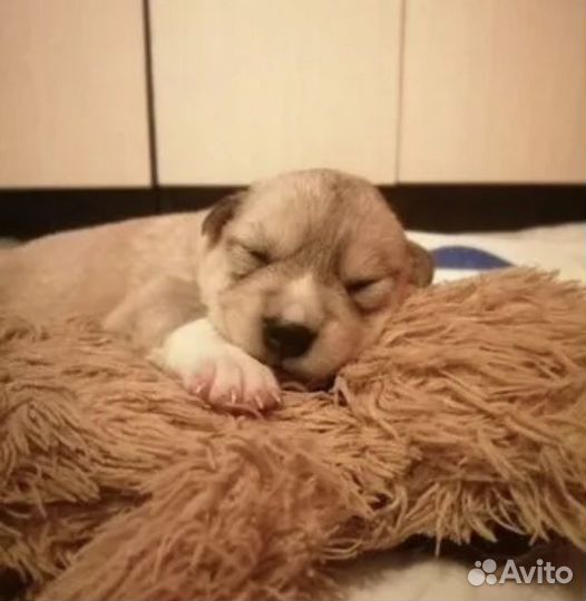 Щенки сао алабай