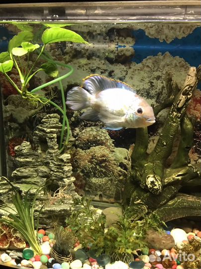 Аквариумные рыбки