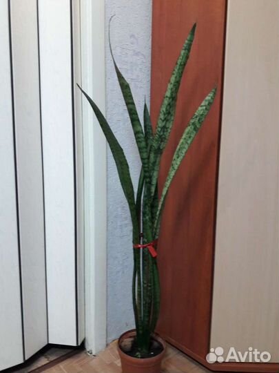 Щучий хвост