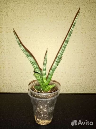 Фиалка, Гастералоэ, бегония и др