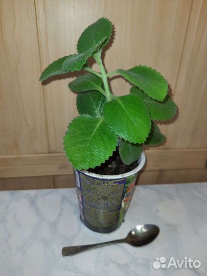 Плектрантус