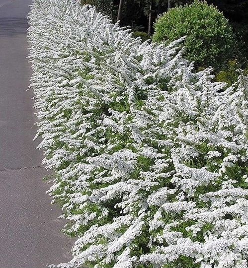 Гортензия Анабель и спирея