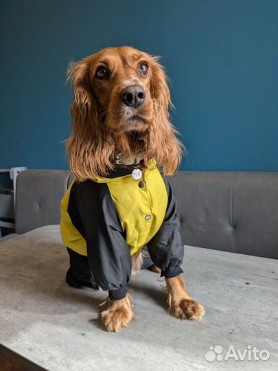 Одежда для средних собак
