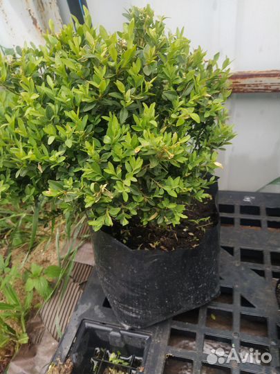 Саженцы самшита