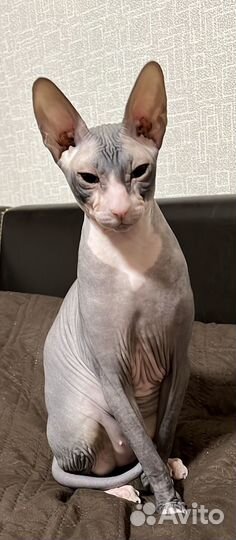 Котята сфинкс