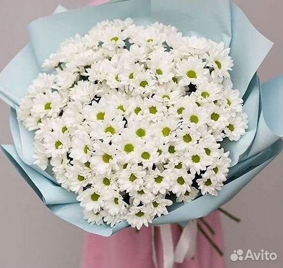 Хризантема Цветы Доставка