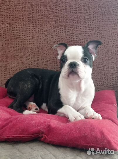 Шикарная девочка бостон терьер