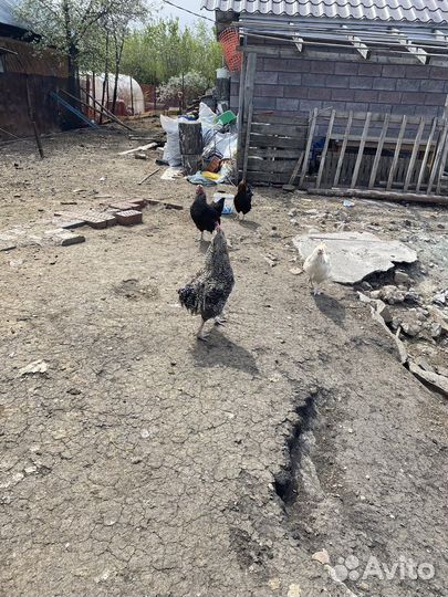 Петух чешский доминант