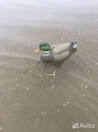 Чучела уток