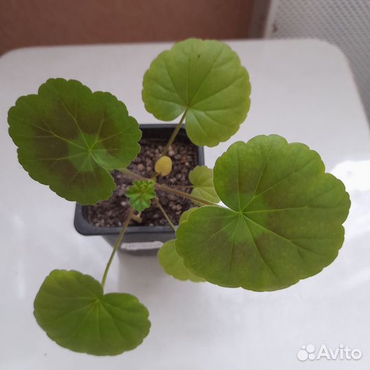 Столетник и отростоки королевской и розовой герани