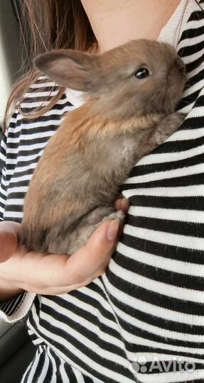 Продам декоративных кроликов