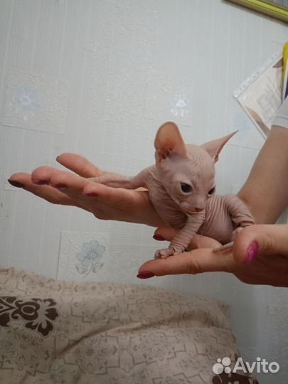 Донской сфинкс котята