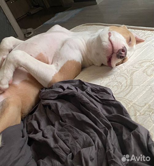 Собака амстафф