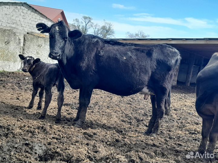 Корова с теленком бычок