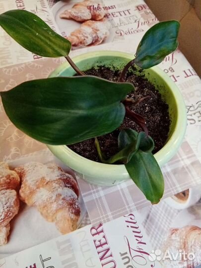 Филодендроны