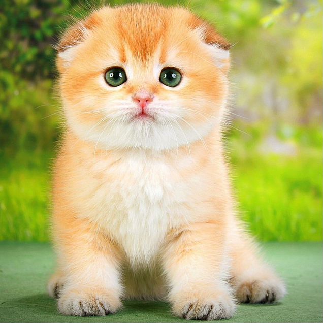 Шотландский вислоухий короткошёрстный котёнок