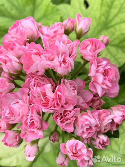 Пеларгония герань