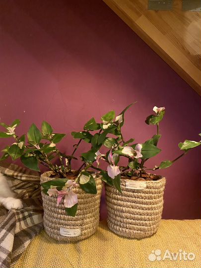 Традисканцыя в джутовом кашпо