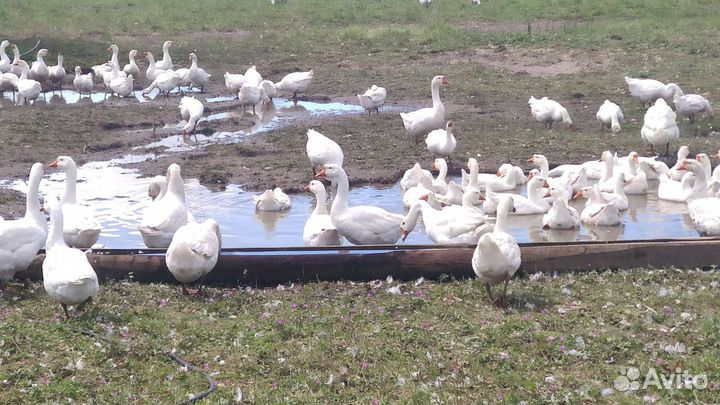 Гуси (племенное стадо)