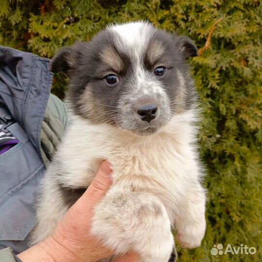 Отдам в добрые руки