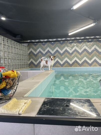 Бассейн для собак, реабилитация, обучение плаванию