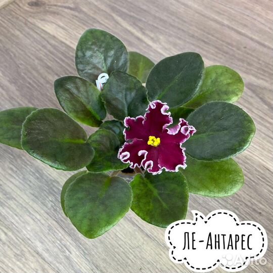 Детки сортовых фиалок