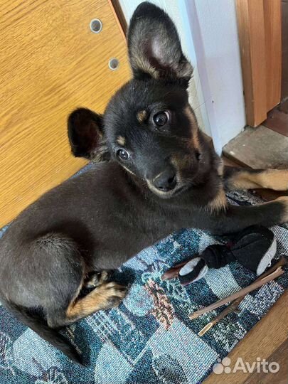 Щенок девочка