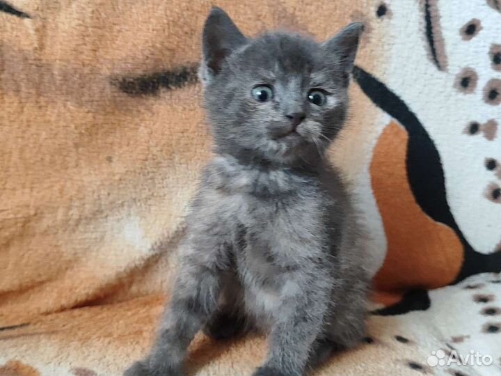 Дворовые котята в добрые руки