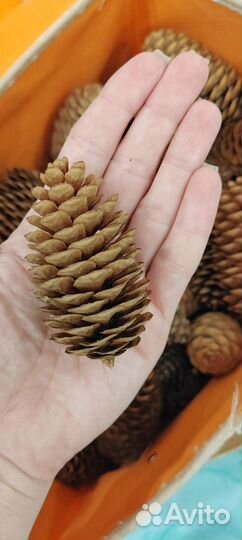 Шишки еловые