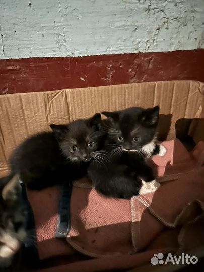 Котята в добрые руки