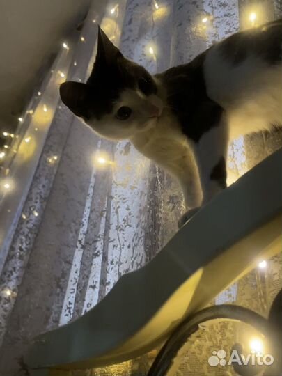 Кошки бесплатно