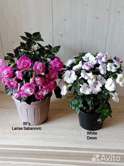 Ризомы ахименесов