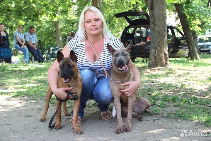 Выгул собак