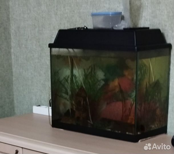 Аквариум с рыбками