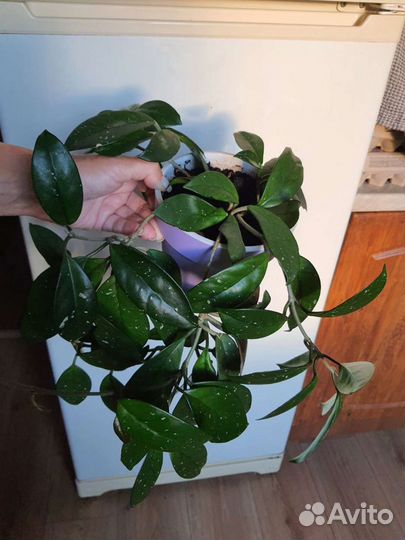 Хойя карноза