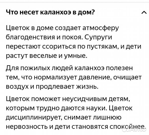Каланхоэ декоративный
