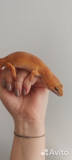 Ящерица эублефар