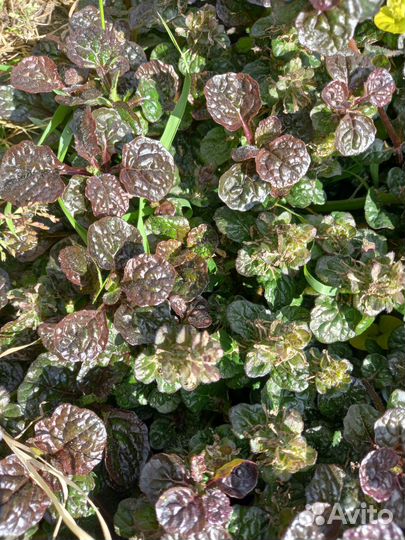 Почвопокровные растения для сада