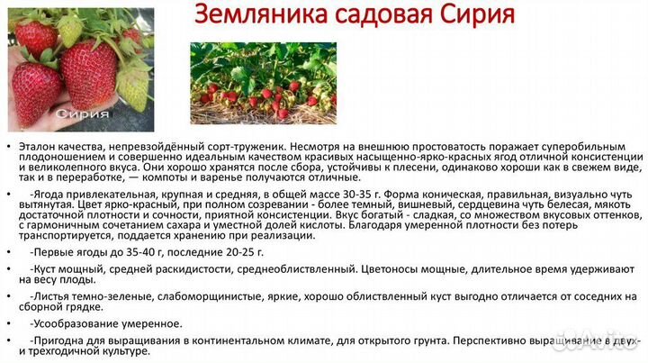 Усы клубники