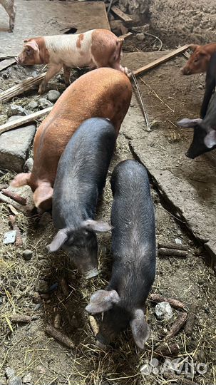 Поросята